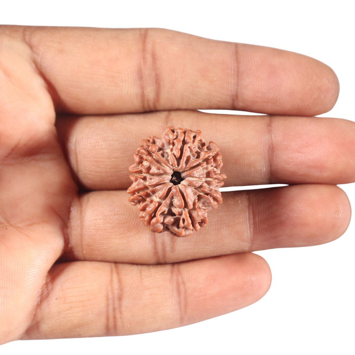 9 Mukhi Nepalese Rudraksha - Bead No 163