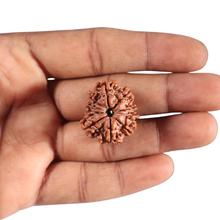 Load image into Gallery viewer, 10 Mukhi Nepalese Rudraksha - Bead No. 104
