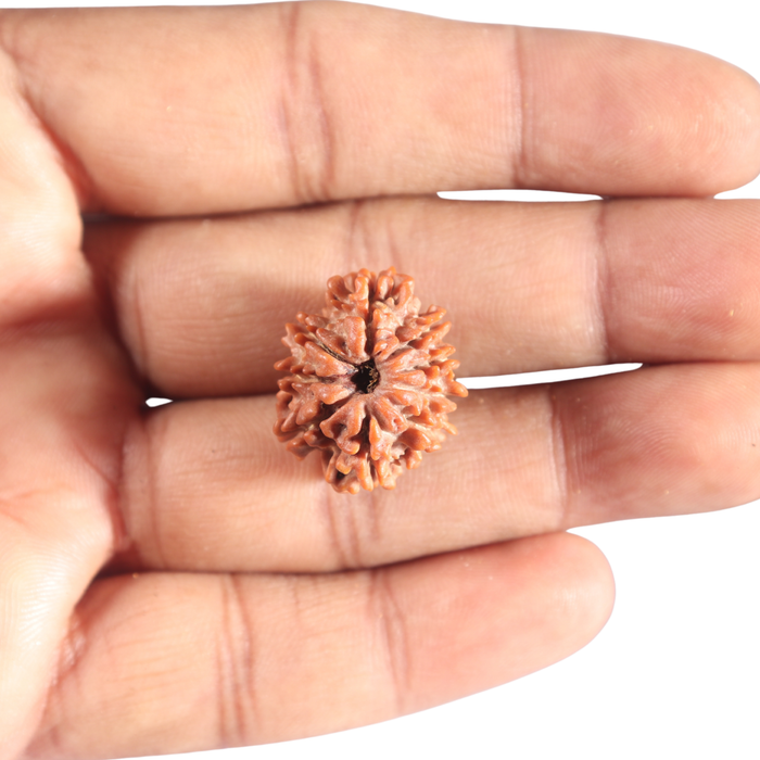 9 Mukhi Nepalese Rudraksha - Bead No. 460