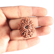 Load image into Gallery viewer, 12 Mukhi Nepalese Rudraksha - Bead No 320
