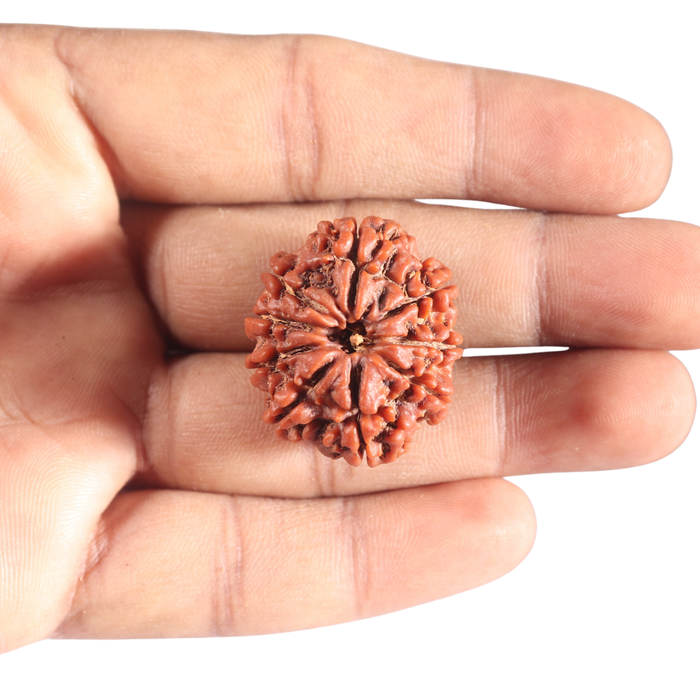 9 Mukhi Nepalese Rudraksha - Bead No. 378