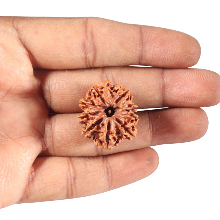9 Mukhi Nepalese Rudraksha - Bead No. 70