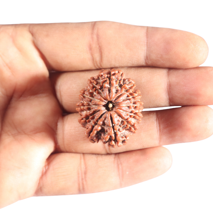 12 Mukhi Nepalese Rudraksha - Bead No. 319