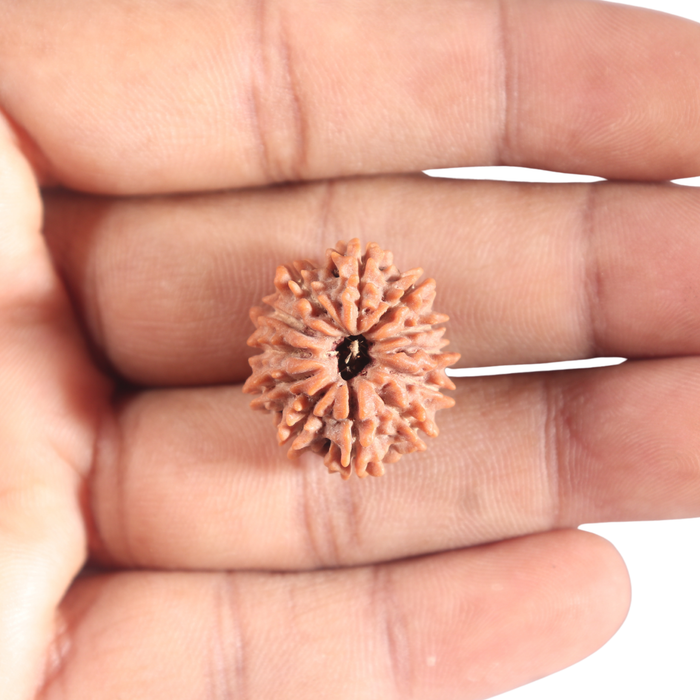 12 Mukhi Nepalese Rudraksha - Bead No 369