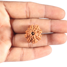 Load image into Gallery viewer, 10 Mukhi Nepalese Rudraksha - Bead No. 450
