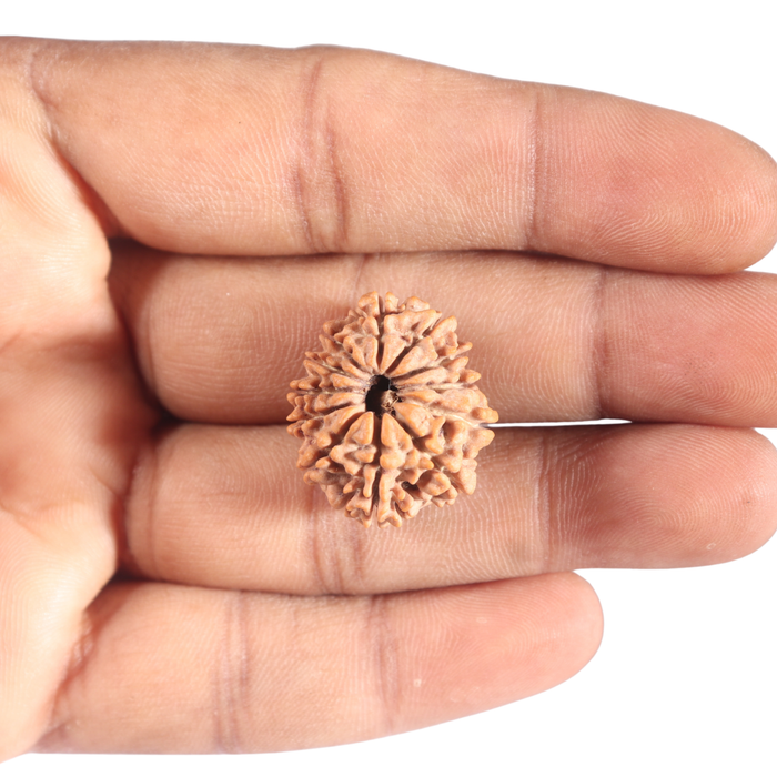 12 Mukhi Nepalese Rudraksha - Bead No 377