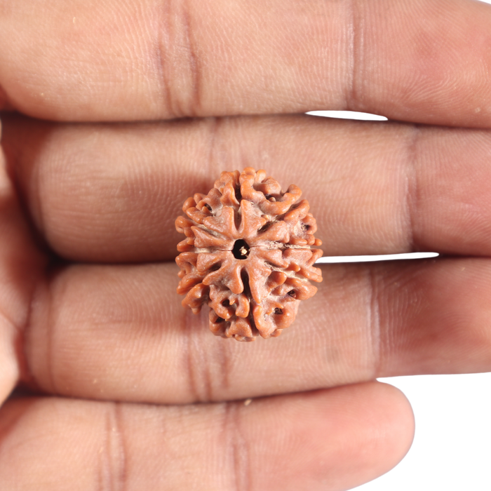 8 Mukhi Nepalese Rudraksha - Bead No. 395