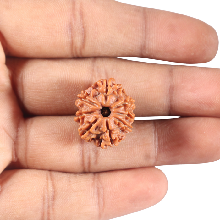 8 Mukhi Nepalese Rudraksha - Bead No. 431
