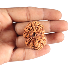 Load image into Gallery viewer, 12 Mukhi Nepalese Rudraksha - Bead No 270
