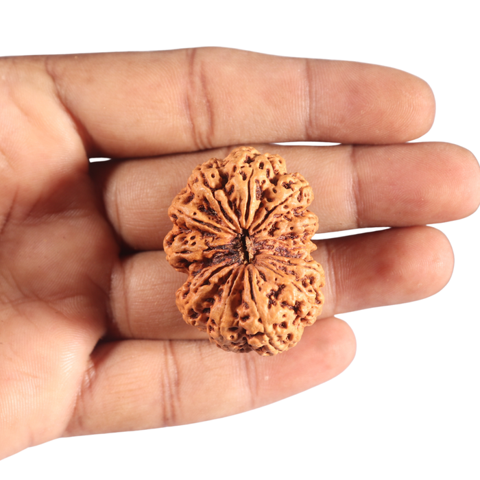 12 Mukhi Nepalese Rudraksha - Bead No 270