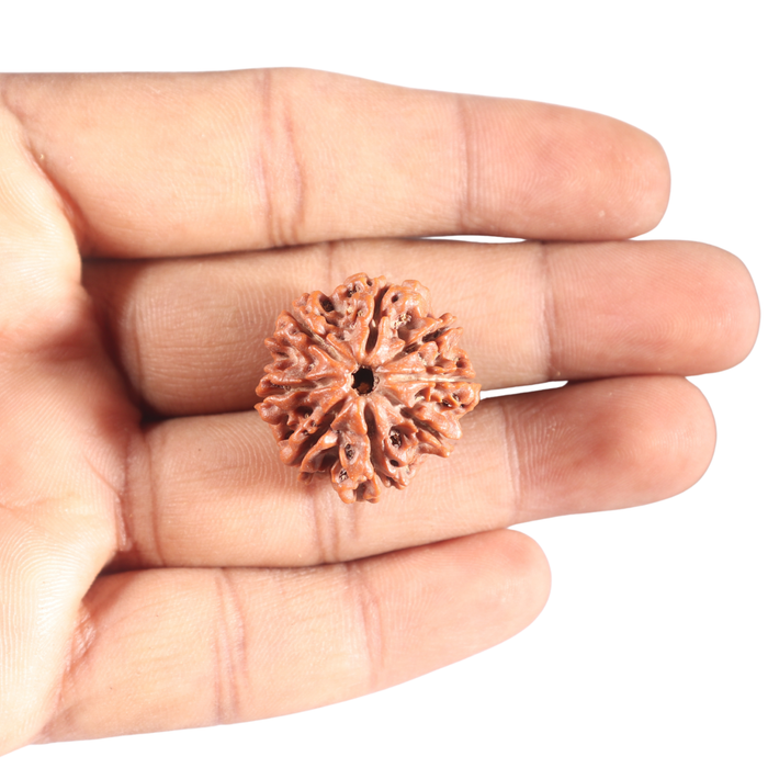 8 Mukhi Nepalese Rudraksha - Bead No. 56