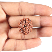 Load image into Gallery viewer, 10 Mukhi Nepalese Ganesha Rudraksha - Bead No. 2
