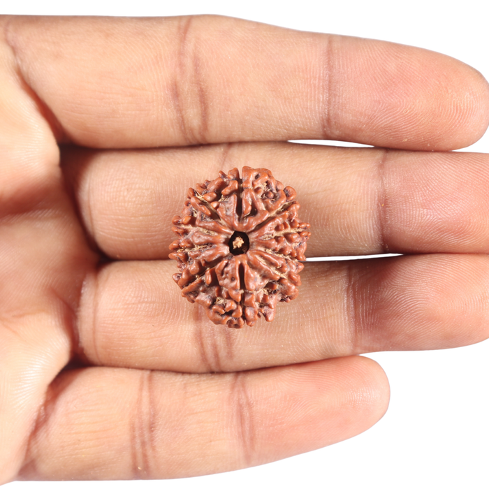 10 Mukhi Nepalese Ganesha Rudraksha - Bead No. 2
