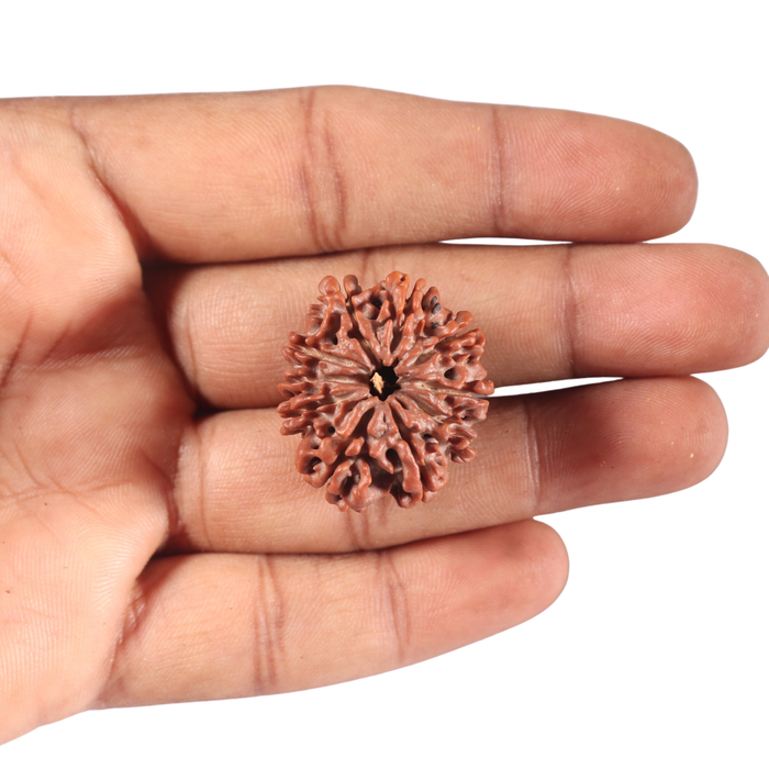 10 Mukhi Nepalese Rudraksha - Bead No. 68