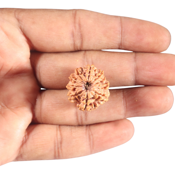 9 Mukhi Nepalese Rudraksha - Bead No. 446