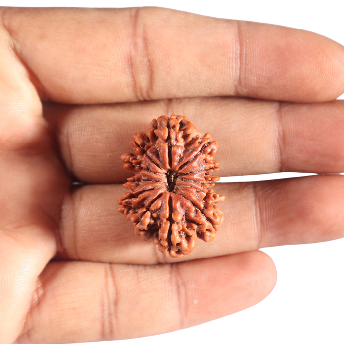 12 Mukhi Nepalese Rudraksha - Bead No. 263