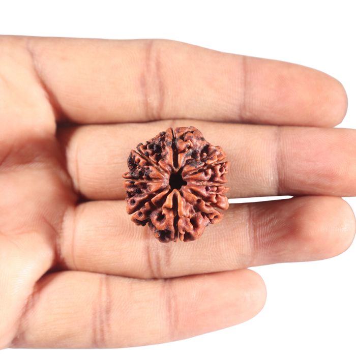 8 Mukhi Nepalese Rudraksha - Bead No. 36