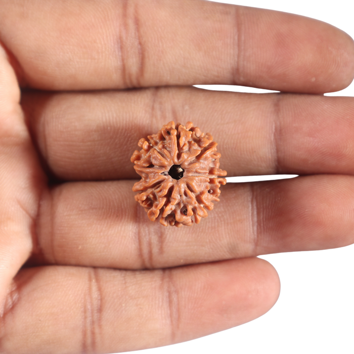 8 Mukhi Nepalese Rudraksha - Bead No. 432