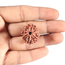 Load image into Gallery viewer, 8 Mukhi Nepalese Rudraksha - Bead No. 61

