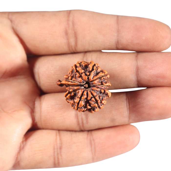 10 Mukhi Nepalese Ganesha Rudraksha - Bead No. 62