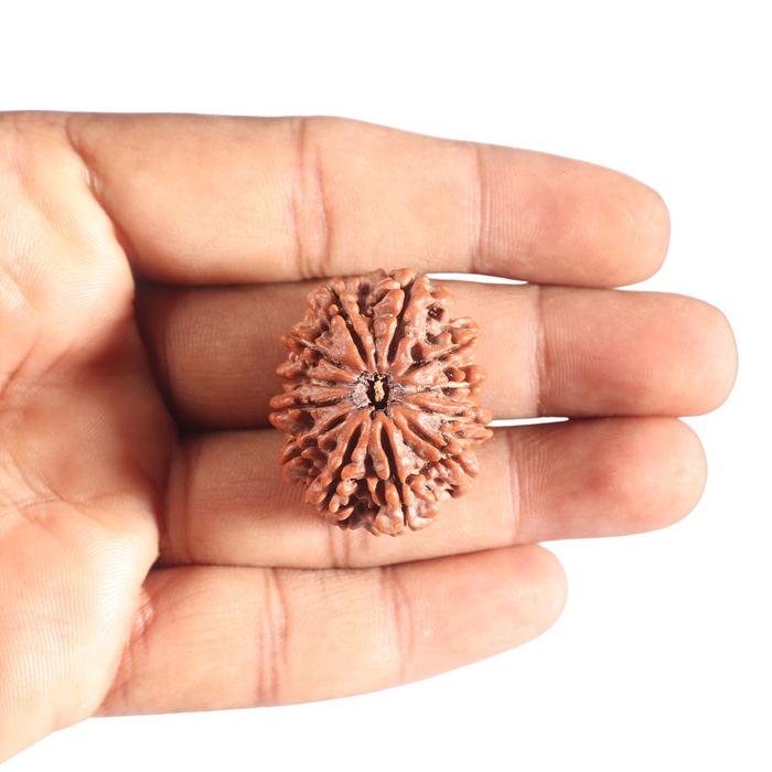 12 Mukhi Nepalese Rudraksha - Bead No. 317