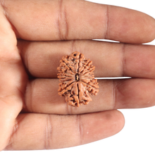 Load image into Gallery viewer, 12 Mukhi Nepalese Rudraksha - Bead No 396

