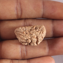 Load image into Gallery viewer, 1 Mukhi half moon shaped from India - Bead No. 356
