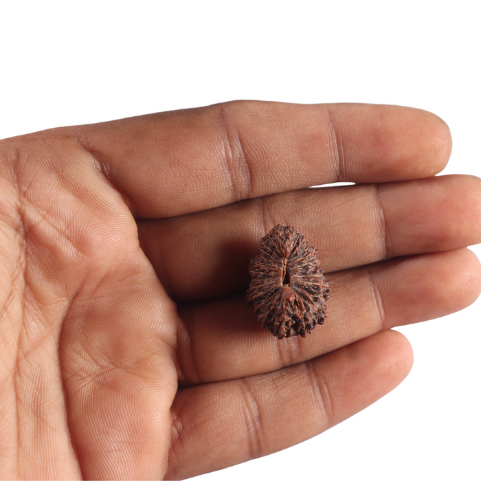 25 Mukhi Rudraksha from Indonesia Bead No. C