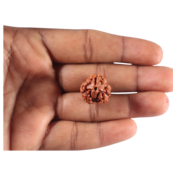 3 Mukhi Rudraksha from Nepal - Bead No. 460