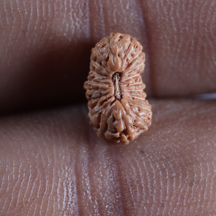 20 Mukhi Indonesian Rudraksha - Bead 108