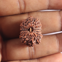 Load image into Gallery viewer, 15 Mukhi Indonesian Rudraksha - Bead No. 104
