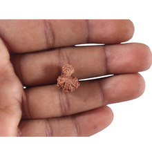 Load image into Gallery viewer, Indonesian Garbh Gauri Rudraksha - Bead No. 21

