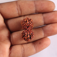 Load image into Gallery viewer, 17 Mukhi Nepalese Gaurishankar Rudraksha - Bead No. 23
