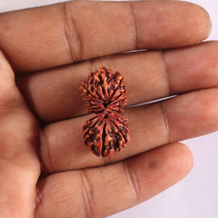 17 Mukhi Nepalese Gaurishankar Rudraksha - Bead No. 23