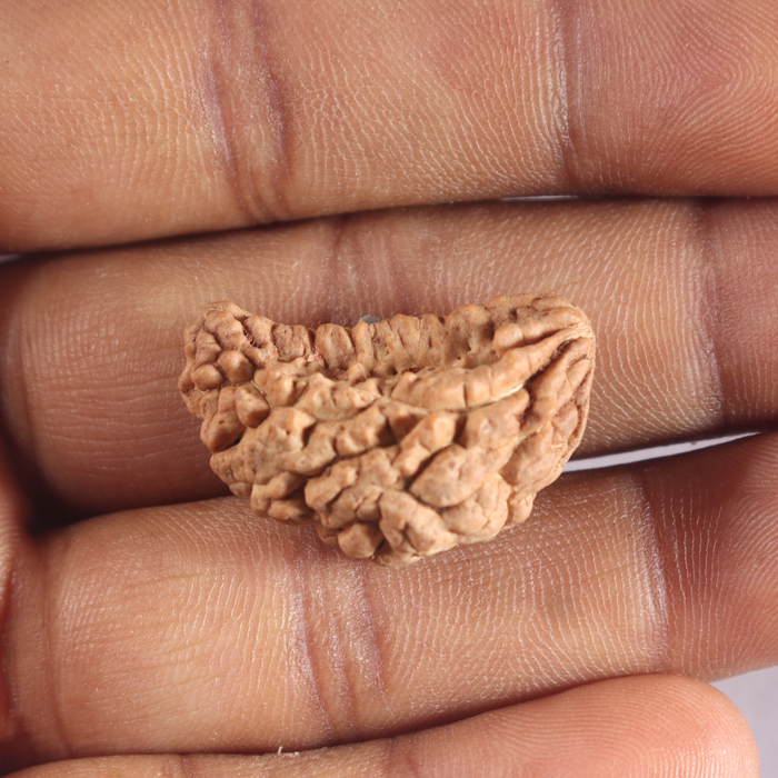 1 Mukhi half moon shaped from India - Bead No. 357
