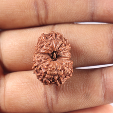 Load image into Gallery viewer, 15 Mukhi Indonesian Rudraksha - Bead No. 106
