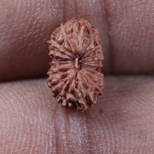 Load image into Gallery viewer, 17 Mukhi Rudraksha from Indonesia - Bead No. 283
