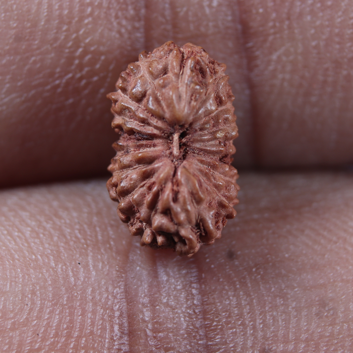 17 Mukhi Rudraksha from Indonesia - Bead No. 283