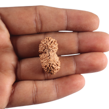 Load image into Gallery viewer, 21 Mukhi Indonesian Rudraksha - Bead No. 174
