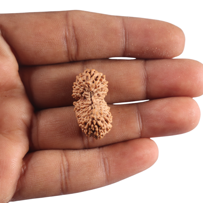 21 Mukhi Indonesian Rudraksha - Bead No. 174