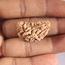 Load image into Gallery viewer, 1 Mukhi half moon shaped from India - Bead No. 358
