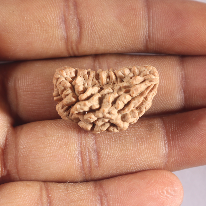 1 Mukhi half moon shaped from India - Bead No. 358