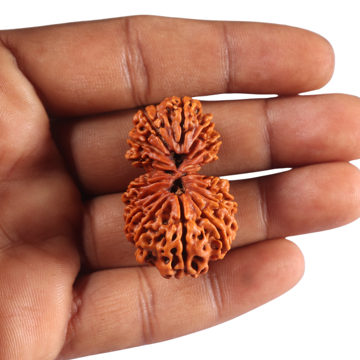 17 Mukhi Nepalese Gaurishankar Rudraksha - Bead No. 65