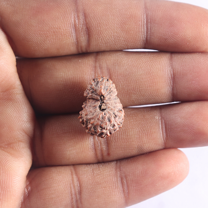 20 Mukhi Indonesian Rudraksha - Bead 16