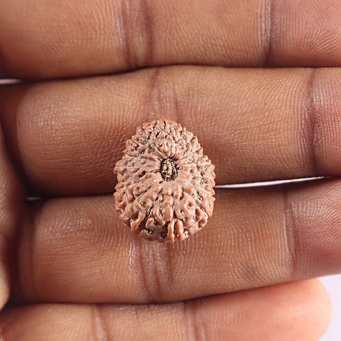 16 Mukhi Rudraksha from Indonesia - Bead No. 316