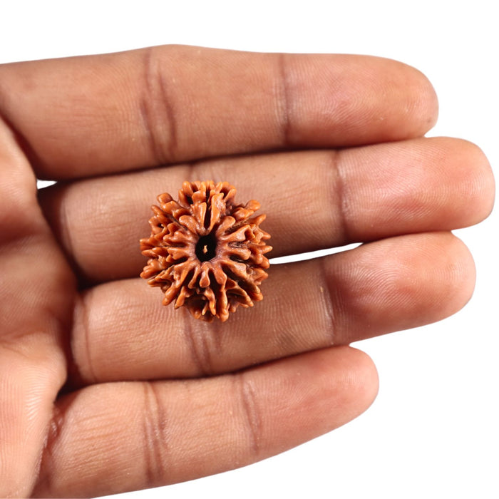 10 Mukhi Nepalese Rudraksha - Bead No 449
