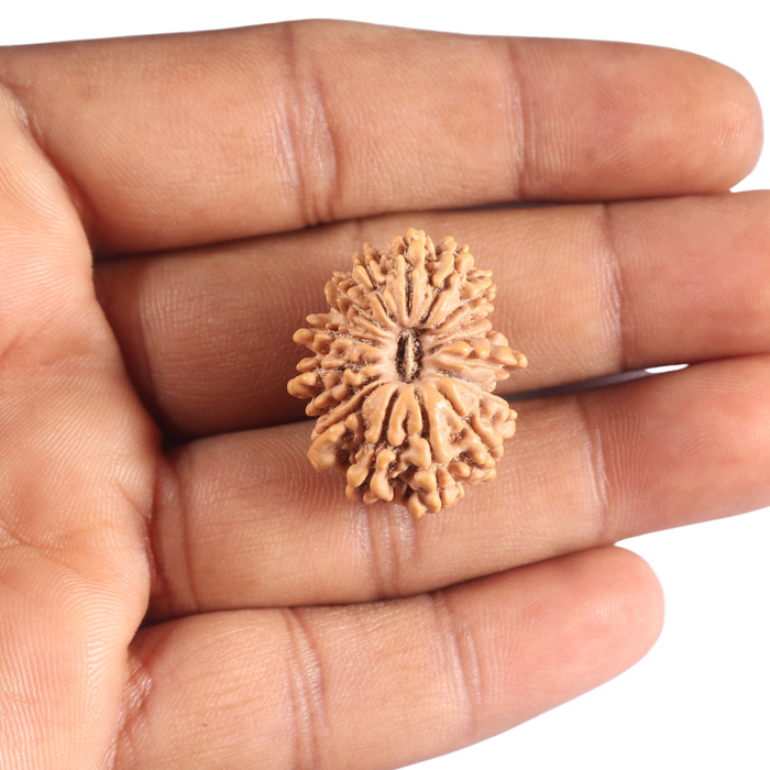 17 Mukhi Nepalese Rudraksha - Bead No. 74