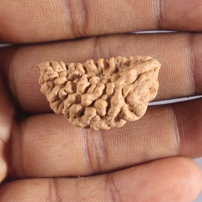 1 Mukhi half moon shaped from India - Bead No. 359