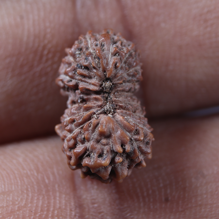 17 Mukhi Rudraksha from Indonesia - Bead No. 290