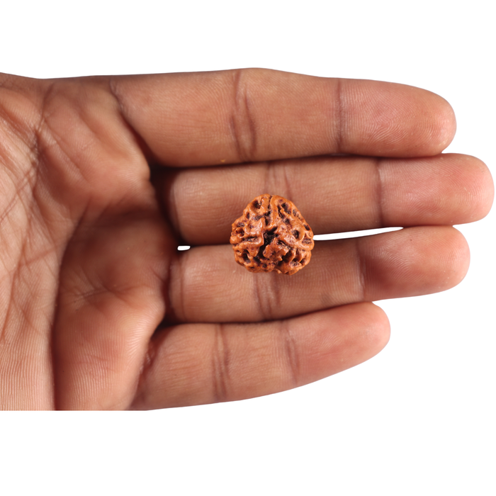 3 Mukhi Rudraksha from Nepal - Bead No. 463